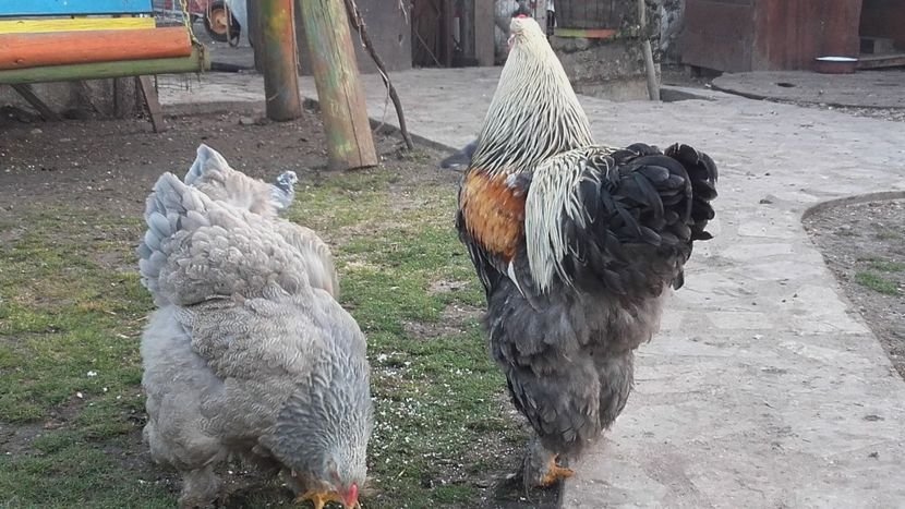  - BRAHMA SILVER ORANGE