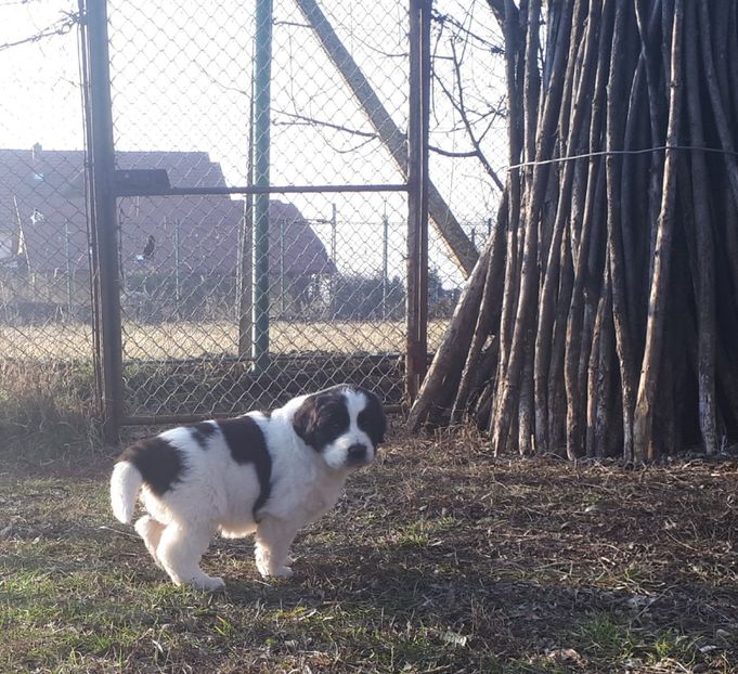 18.02.19 f - Pui ciobănesc românesc de Bucovina de vânzare