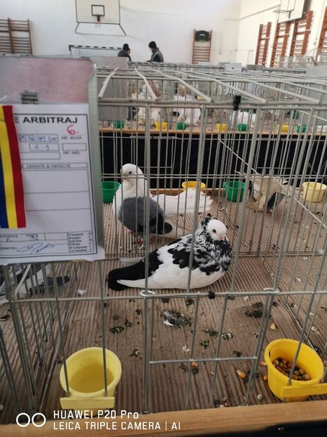 START - EXPOZITIA DE PORUMBEI SI PASARI EXOTICE BISTRITA 08-10 Feb 2019