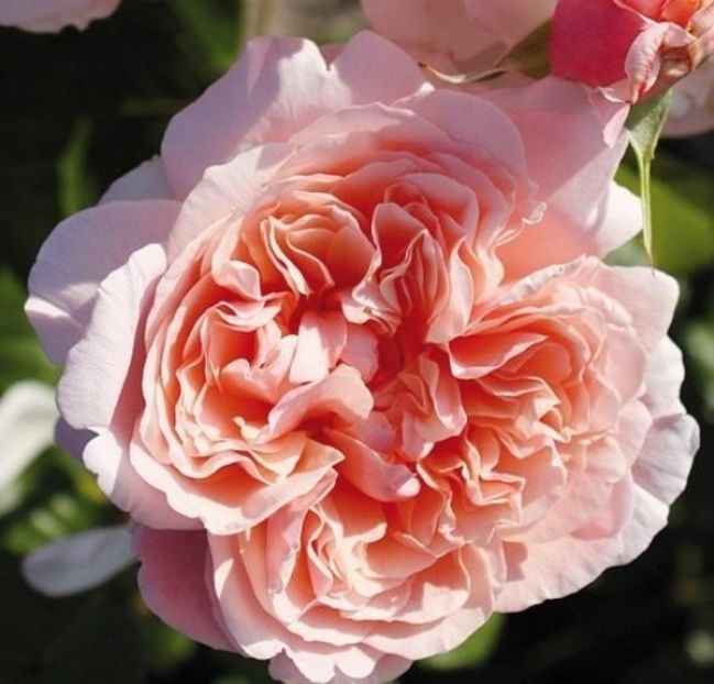 Rose de Tolbiac 2 - ROSE DE TOLBIAC