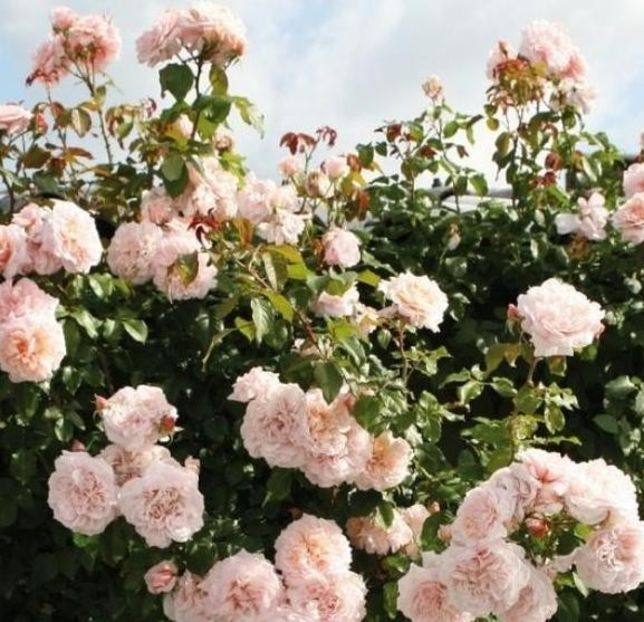 Rose de Tolbiac 6 - ROSE DE TOLBIAC