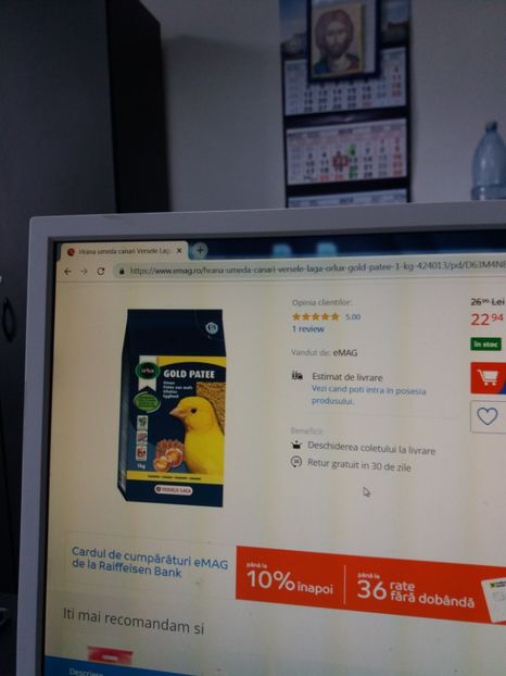 Gold pate canari - Canari Malinois 2019 - 2020