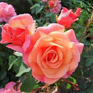 apricola-trandafir 6 - APRIKOLA FL
