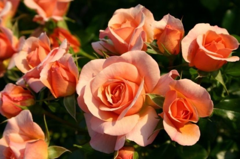 trandafir-aprikola 2 - APRIKOLA FL