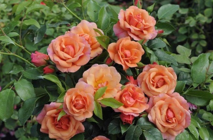 trandafir-aprikola 3 - APRIKOLA FL