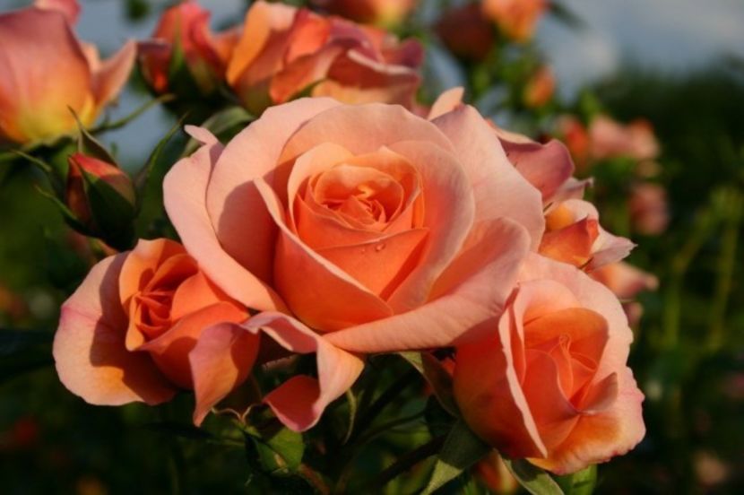 trandafir-aprikola 4 - APRIKOLA FL