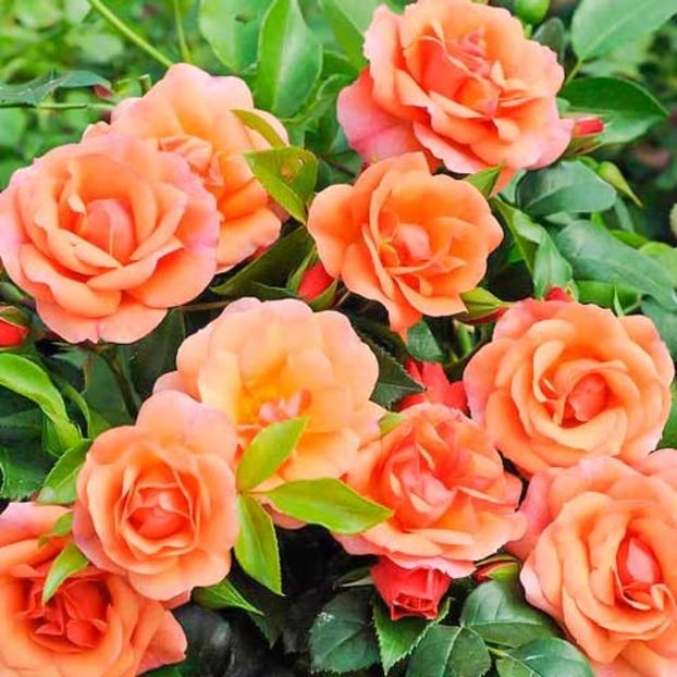 trandafir-floribunda-aprikola2 - APRIKOLA FL