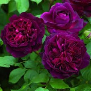 Munstead Wood 3 - MUNSTEAD WOOD Ausbernard