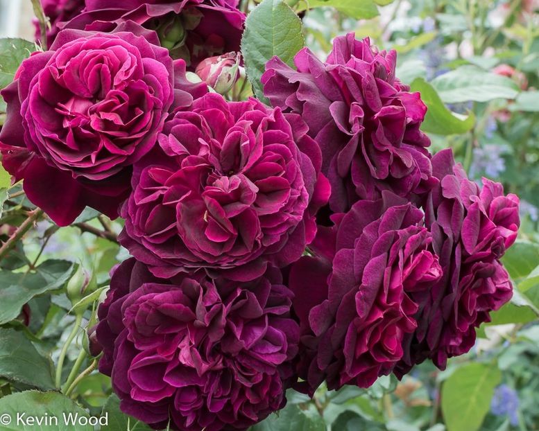 Munstead Wood 4 - MUNSTEAD WOOD Ausbernard