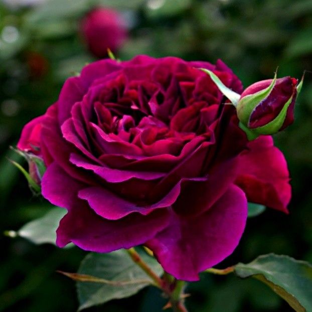 munstead-wood 3 - MUNSTEAD WOOD Ausbernard