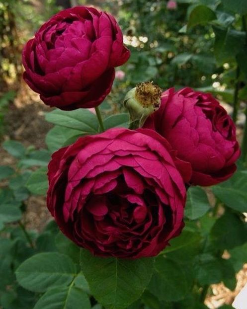 Pin by Deborah Leber - MUNSTEAD WOOD Ausbernard