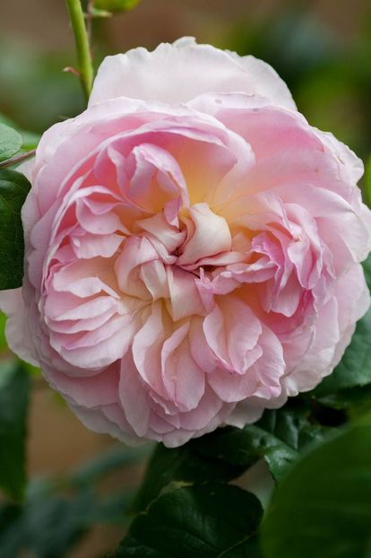 Sharifa Asma 2 - SHARIFA ASMA