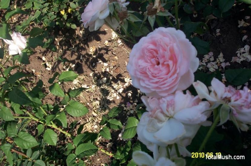 Sharifa Asma 6 - SHARIFA ASMA