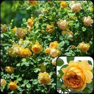 Golden Celebration - GOLDEN CELEBRATION AUSgold