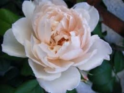 The Generous Gardener - GENEROUS GARDENER AUSdraen