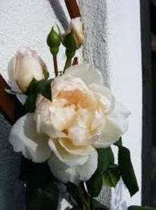 The-Generous-Gardener-trandafir-catarator 3 - GENEROUS GARDENER AUSdraen
