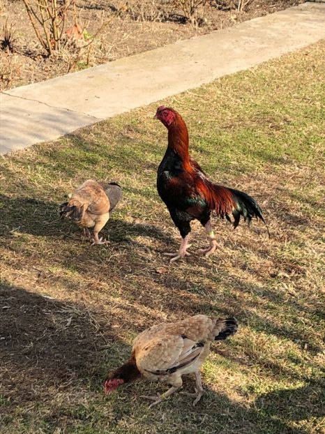 Combatant Cocoș și Găini Tuzo - 2019 Combatant Tuzo