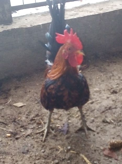  - Pui de găină pitică 2018