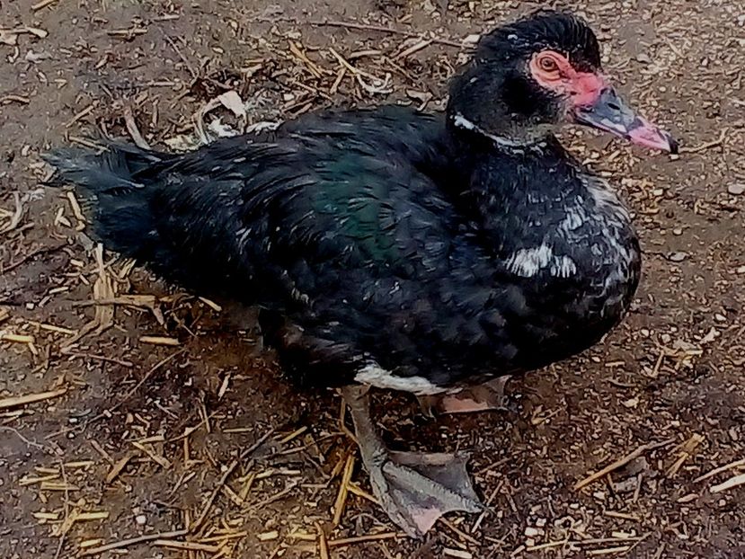 Rățoi 2018 - Raţe Leșești