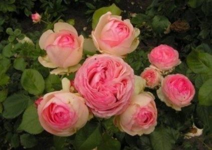 eden-rose1 - EDEN ROSE 85