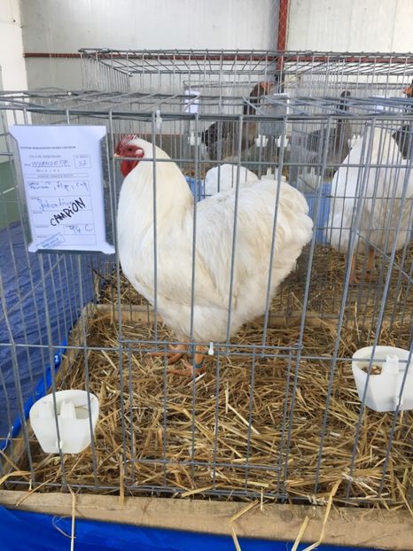 CF00D6A7-55F7-4A3D-8C21-6580277DCEBD - D - Wyandotte alb 2019 Campion