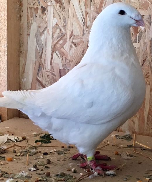 A4816651-4F43-4B39-96DC-68DFEA1DD559 - 4-MASCULI AMERICAN GIANT HOMER MATCA 2020