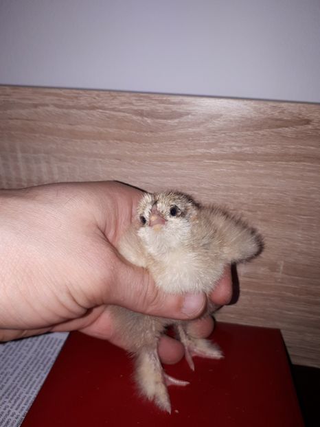  - Brahma potarnichiu albastru silver Orange bobat si HI