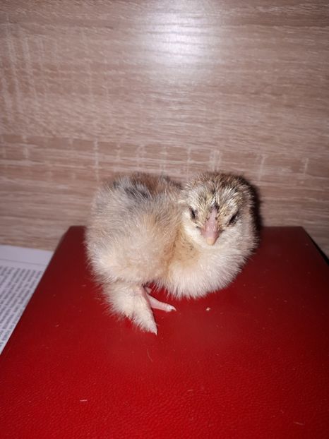  - Brahma potarnichiu albastru silver Orange bobat si HI