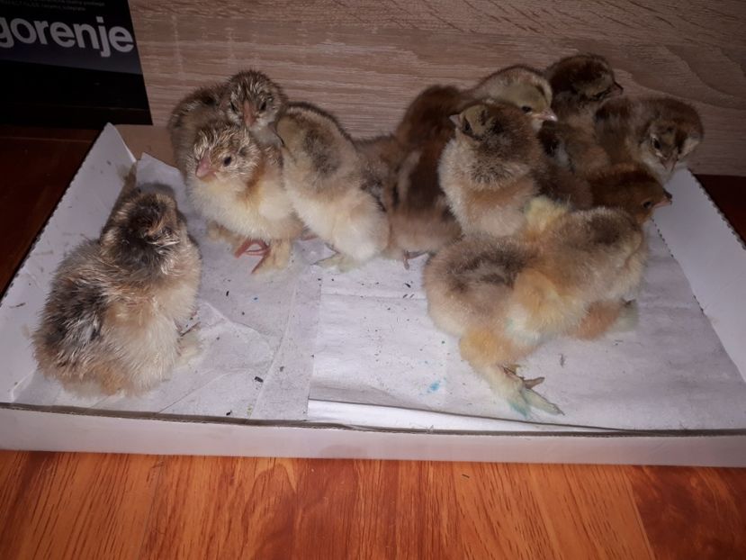  - Brahma potarnichiu albastru silver Orange bobat si HI