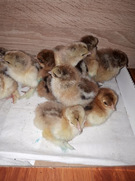  - Brahma potarnichiu albastru silver Orange bobat si HI