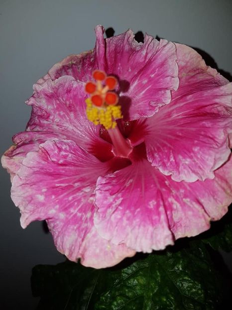 Lady in Waiting - SEMINTE HIBISCUS