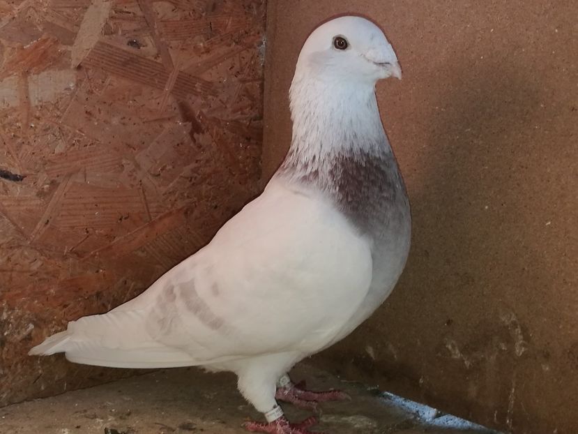 Mascul 2015 - Porumbei Standard 2019