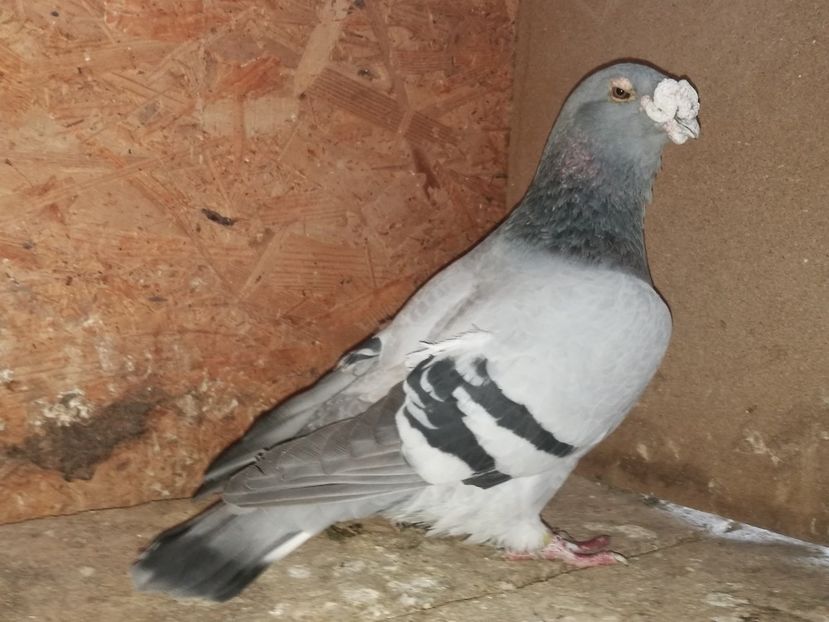 Mascul 2013 - Porumbei Standard 2019