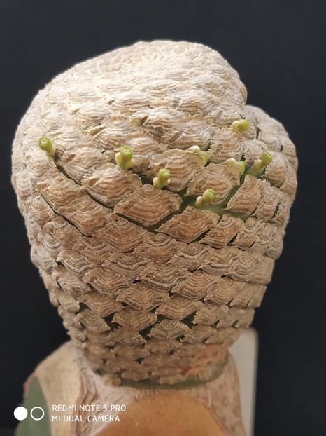 Euphorbia piscidermis - Whish list pentru viata urmatoare1