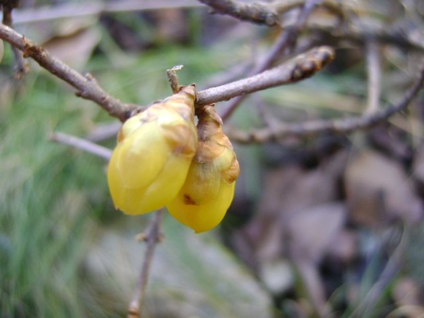 Arbustul zanei (Chimonanthus praecox) - v Iarna 2019-2020