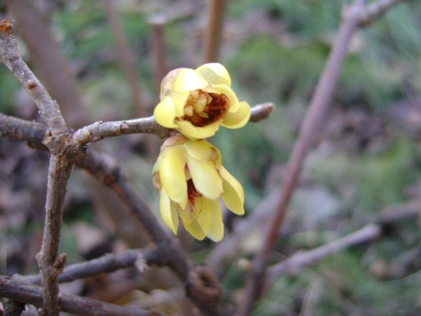 Arbustul zanei (Chimonanthus praecox) - v Iarna 2019-2020