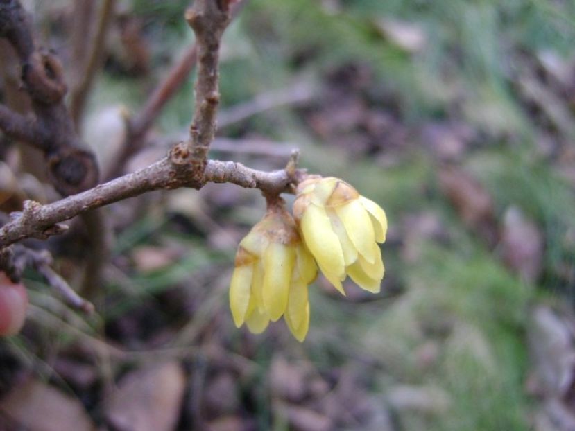 Arbustul zanei (Chimonanthus praecox) - v Iarna 2019-2020