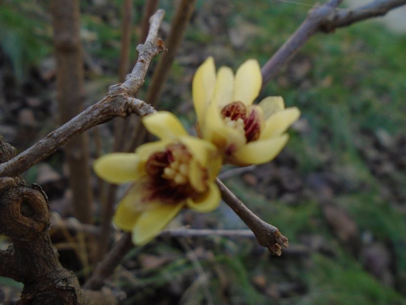 18 febr. 2019: Arbustul zanei (Chimonanthus praecox) - Flori in plina iarna