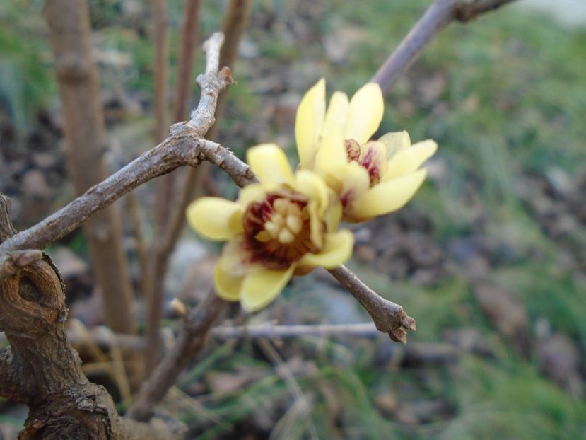 18 febr. 2019: Arbustul zanei (Chimonanthus praecox) - Flori in plina iarna