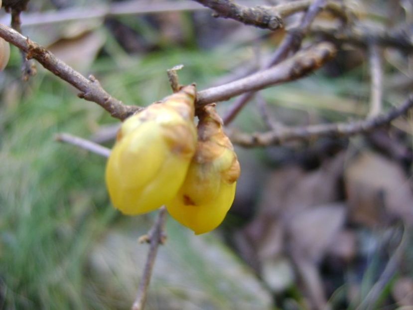 18 febr. 2019: Arbustul zanei (Chimonanthus praecox) - Flori in plina iarna