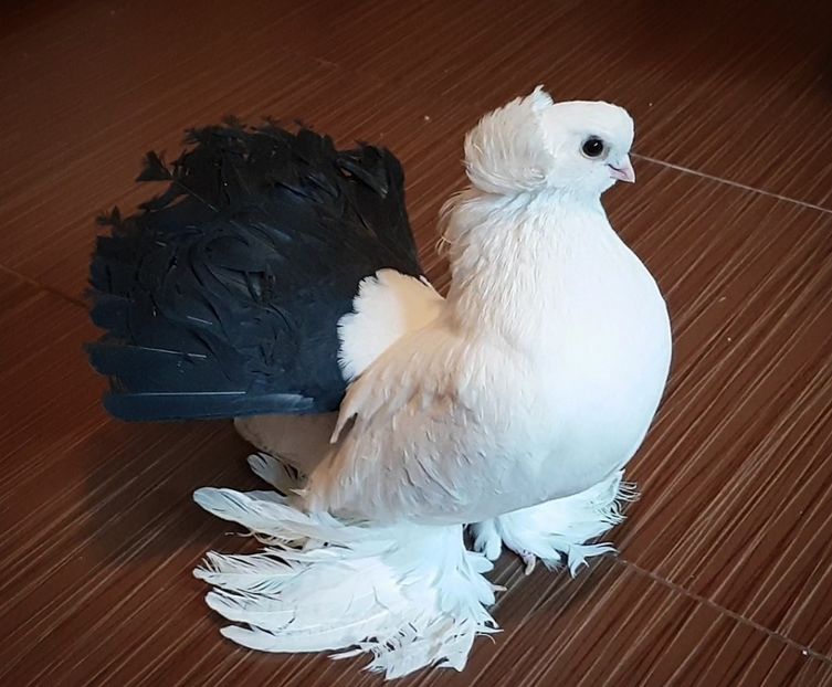  - Omski si Nordcaucazieni 2018