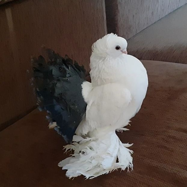  - Omski si Nordcaucazieni 2018