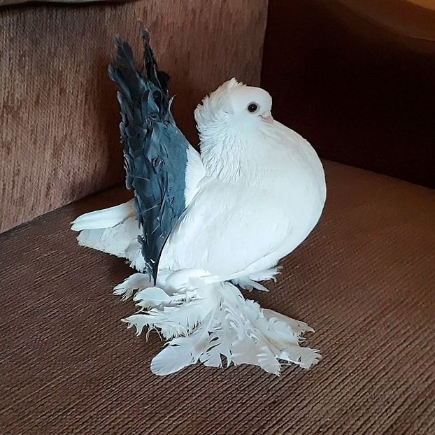  - Omski si Nordcaucazieni 2018