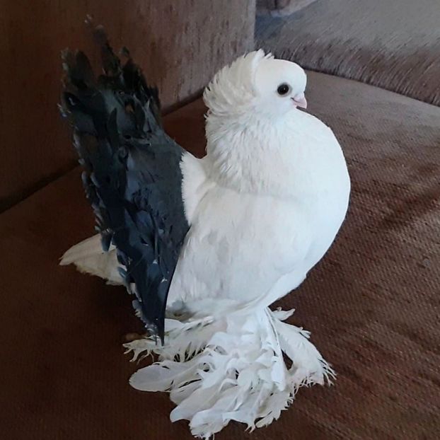  - Omski si Nordcaucazieni 2018