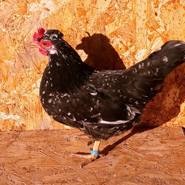 Găină 2018 - G-Găini Pitice Comune