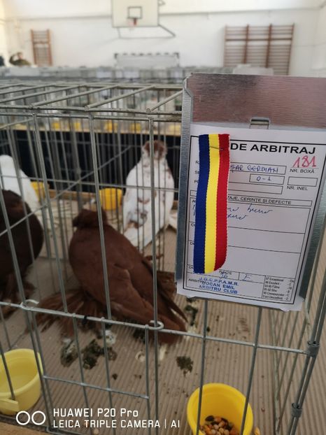  - EXPOZITIA DE PORUMBEI SI PASARI EXOTICE BISTRITA 08-10 Feb 2019