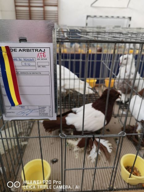  - EXPOZITIA DE PORUMBEI SI PASARI EXOTICE BISTRITA 08-10 Feb 2019