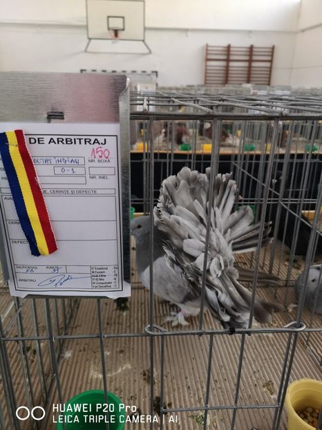  - EXPOZITIA DE PORUMBEI SI PASARI EXOTICE BISTRITA 08-10 Feb 2019