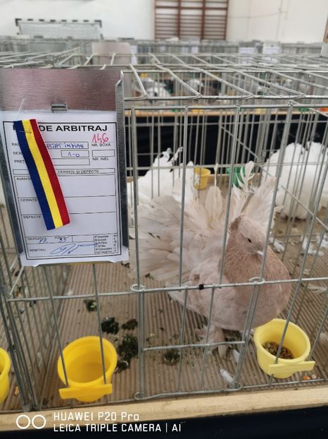  - EXPOZITIA DE PORUMBEI SI PASARI EXOTICE BISTRITA 08-10 Feb 2019