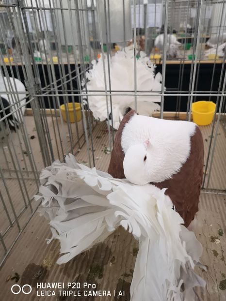  - EXPOZITIA DE PORUMBEI SI PASARI EXOTICE BISTRITA 08-10 Feb 2019